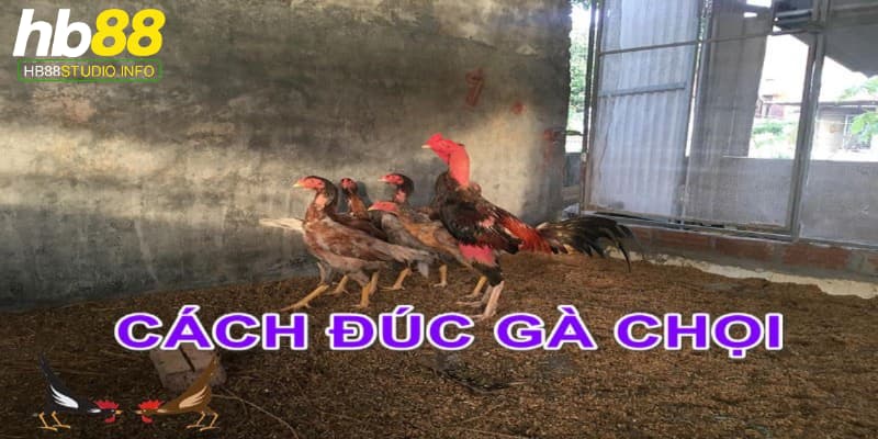 cách đúc gà chọi nhiều